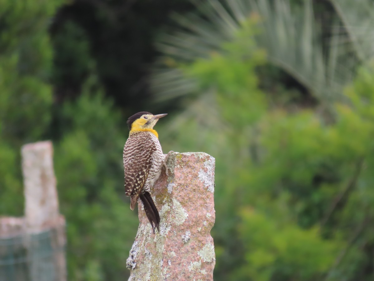 Campo Flicker (Field) - ML486928521