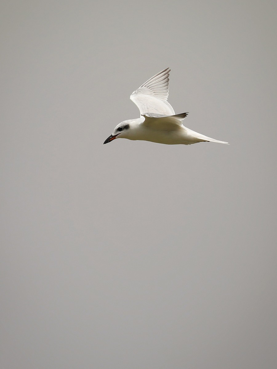 Gull-billed Tern - ML486932311