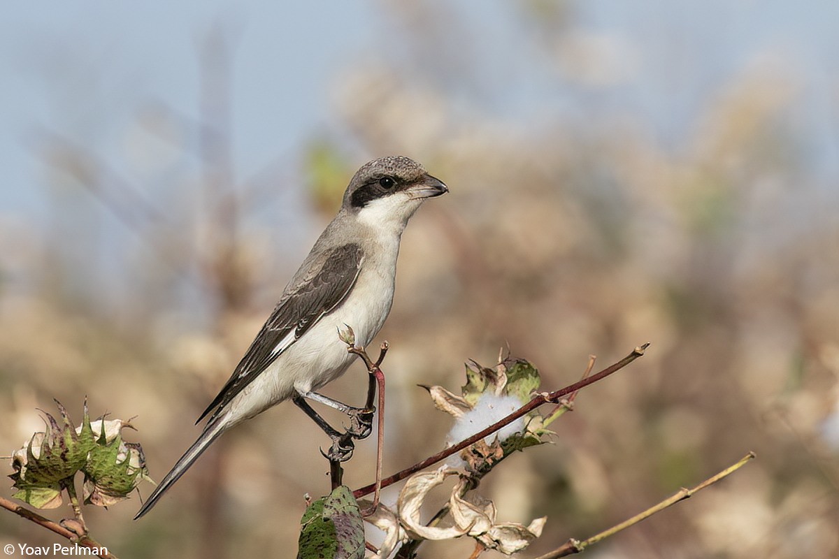 Lesser Gray Shrike - ML486932561