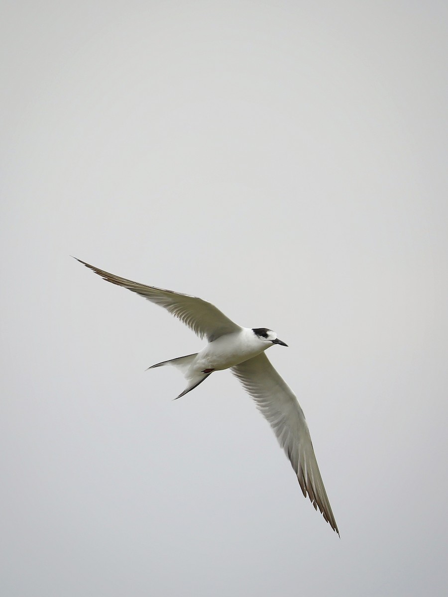 Common Tern - ML486932691