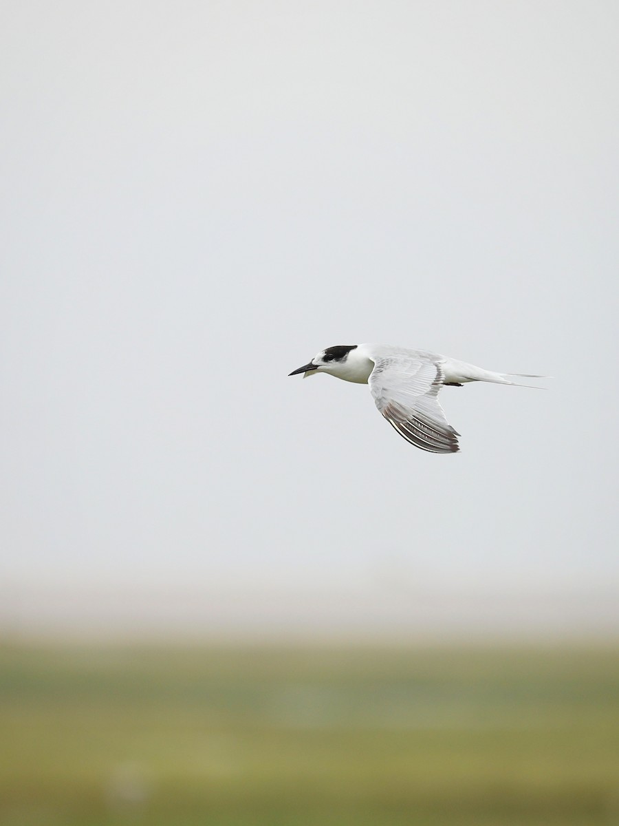 Common Tern - ML486932721