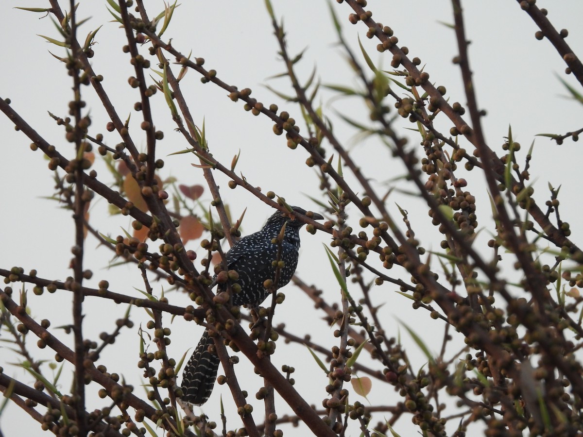 Asian Koel - ML486932841