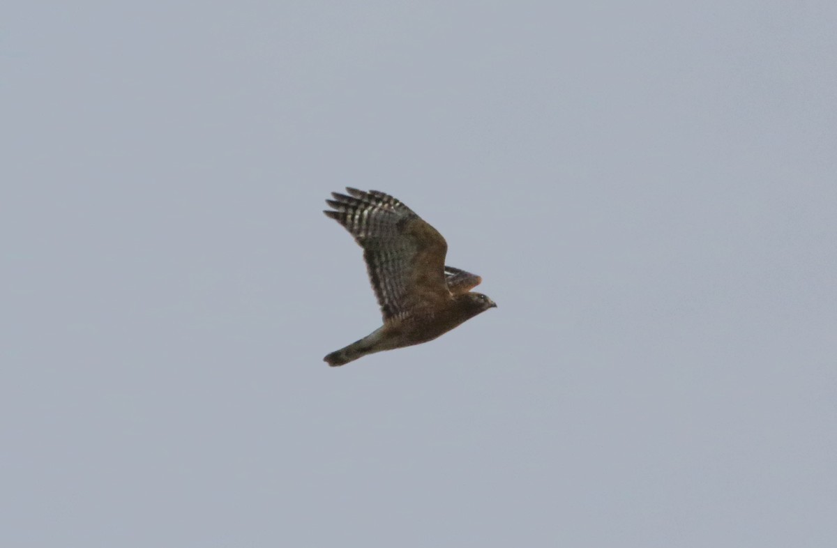 Red-shouldered Hawk - ML48693431