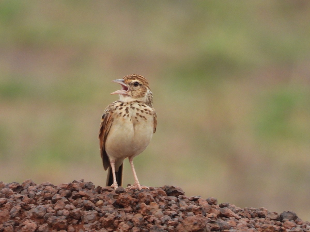 Indian Bushlark - ML486934381