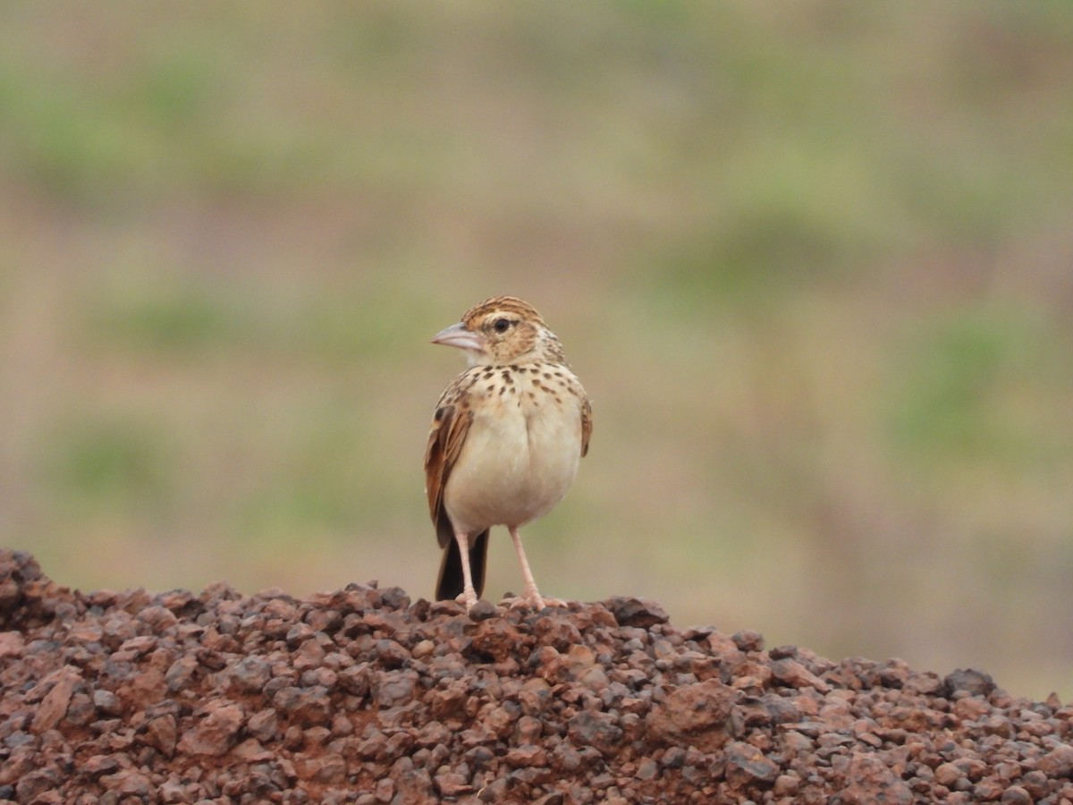 Indian Bushlark - ML486934401