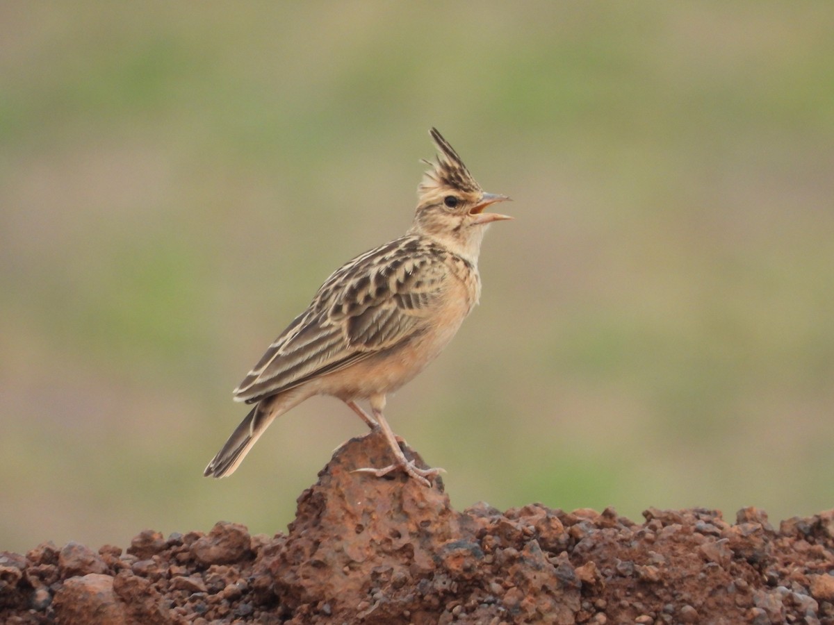 Tawny Lark - ML486935111