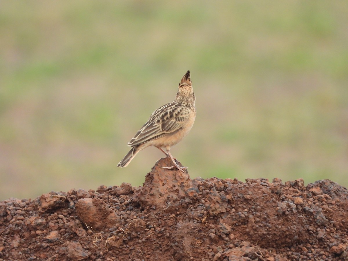 Tawny Lark - ML486935121