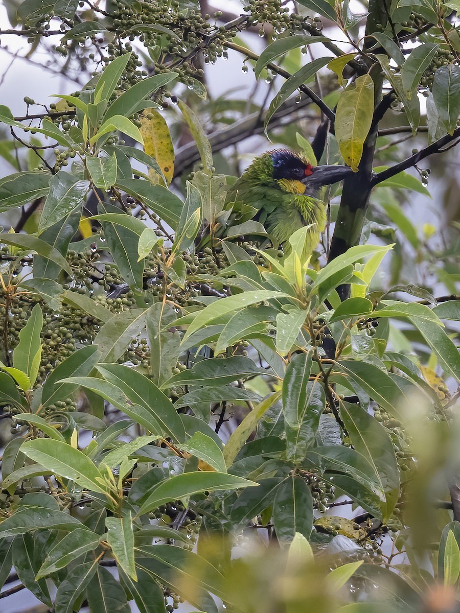 Gold-whiskered Barbet (Gold-faced) - Charmain Ang