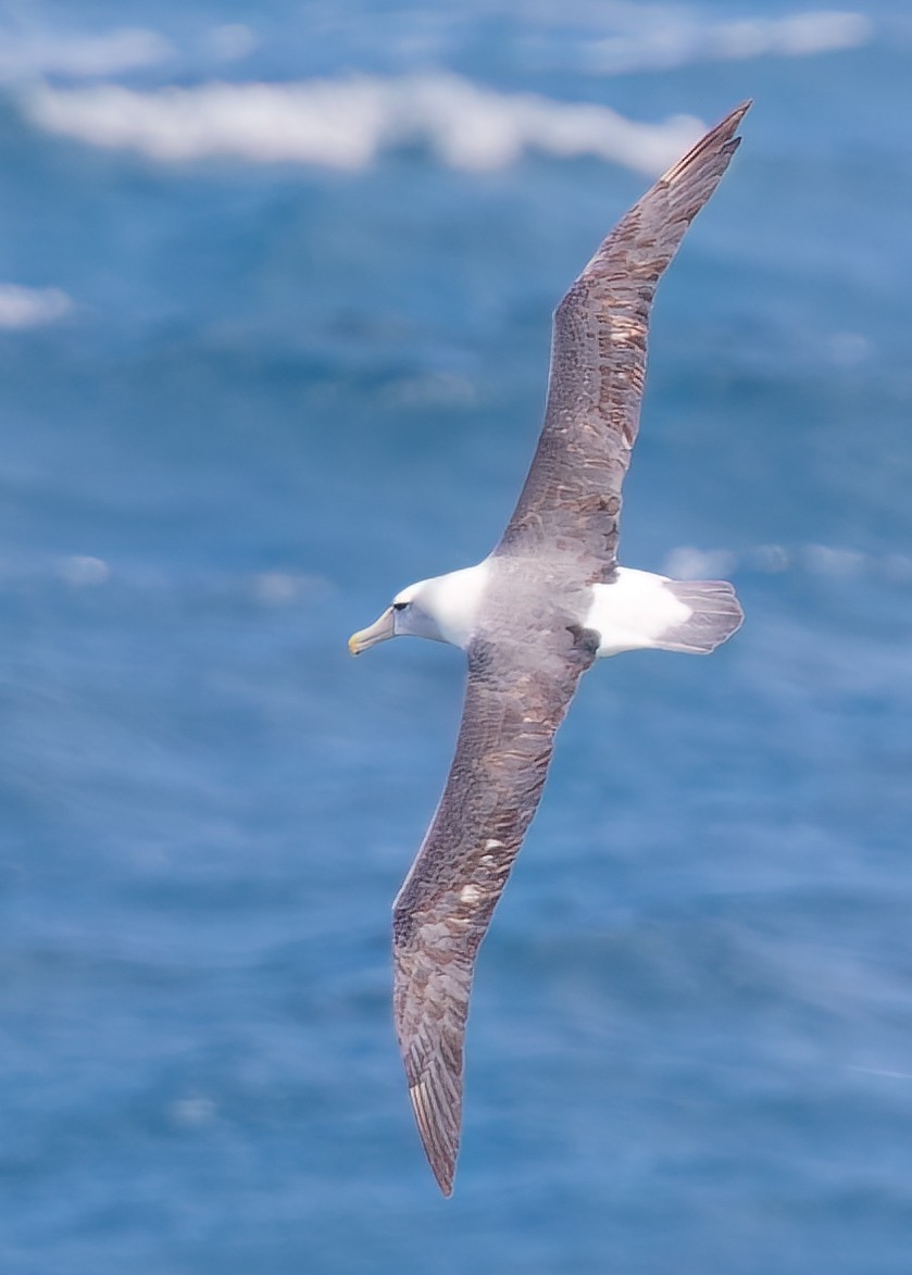 Albatros à cape blanche - ML486935851