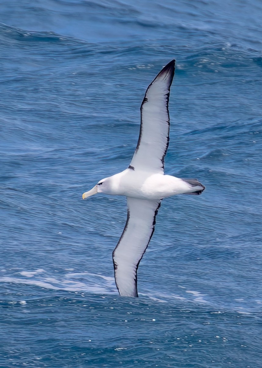 Albatros à cape blanche - ML486936961