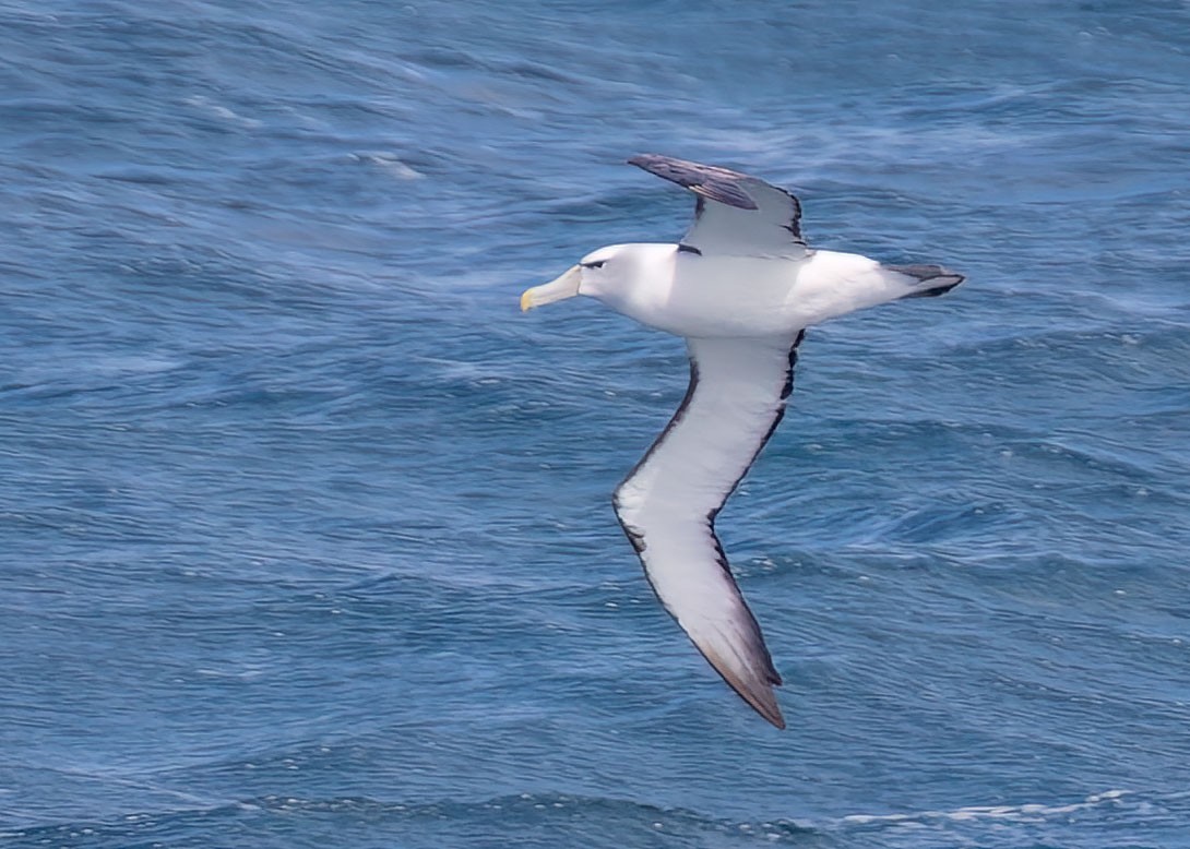 Albatros à cape blanche - ML486938331