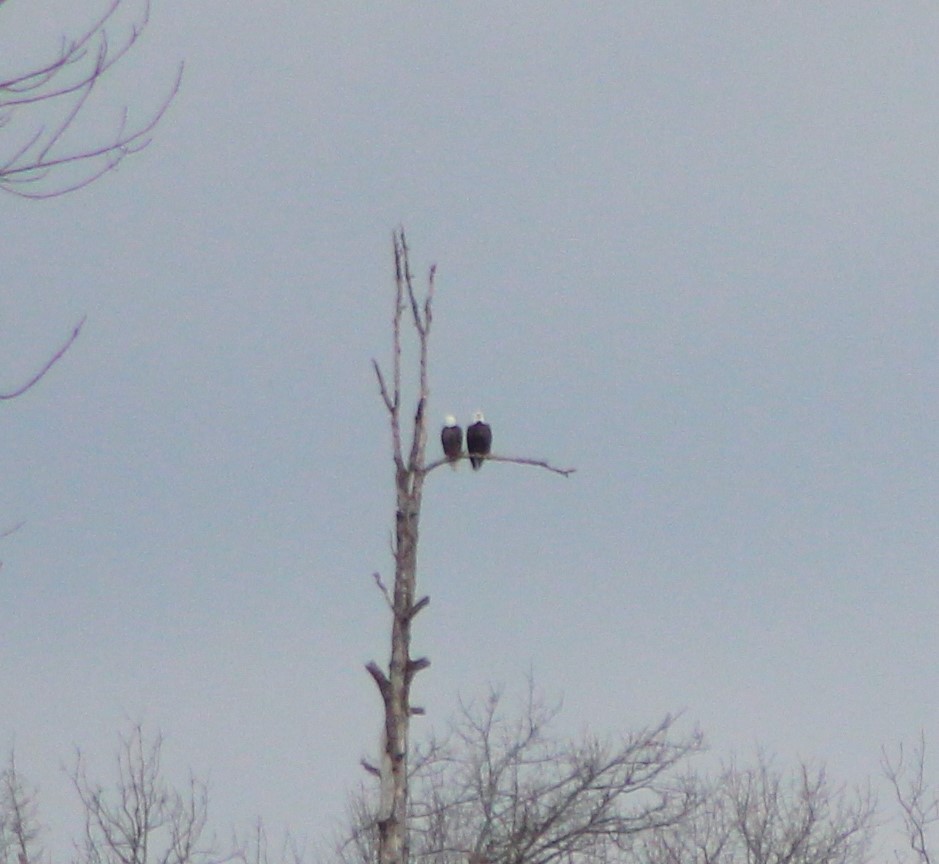 Bald Eagle - ML48693851