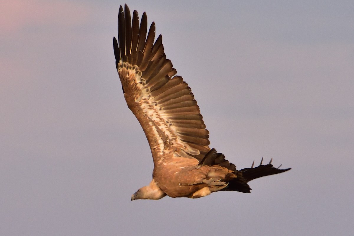 Eurasian Griffon - Mu Sano