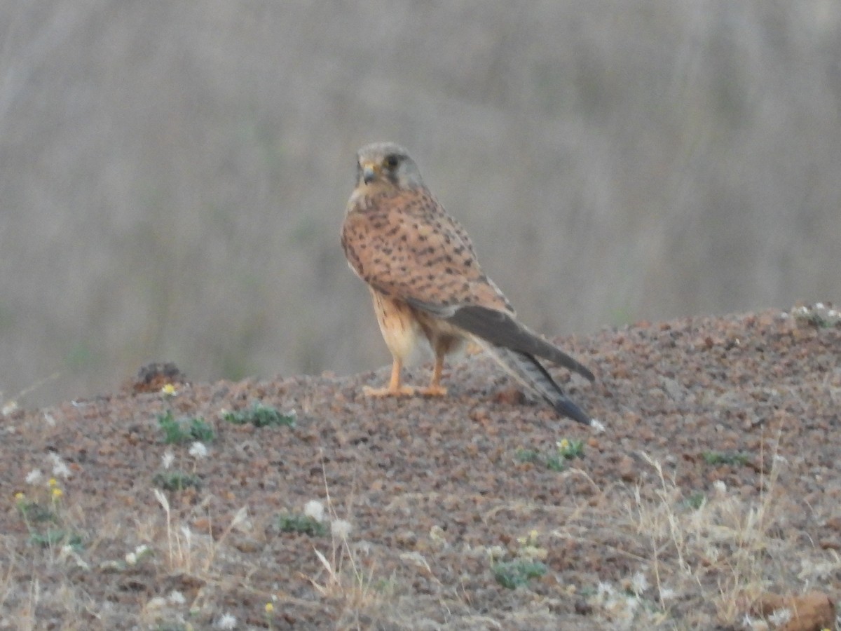 Eurasian Kestrel - ML486938781