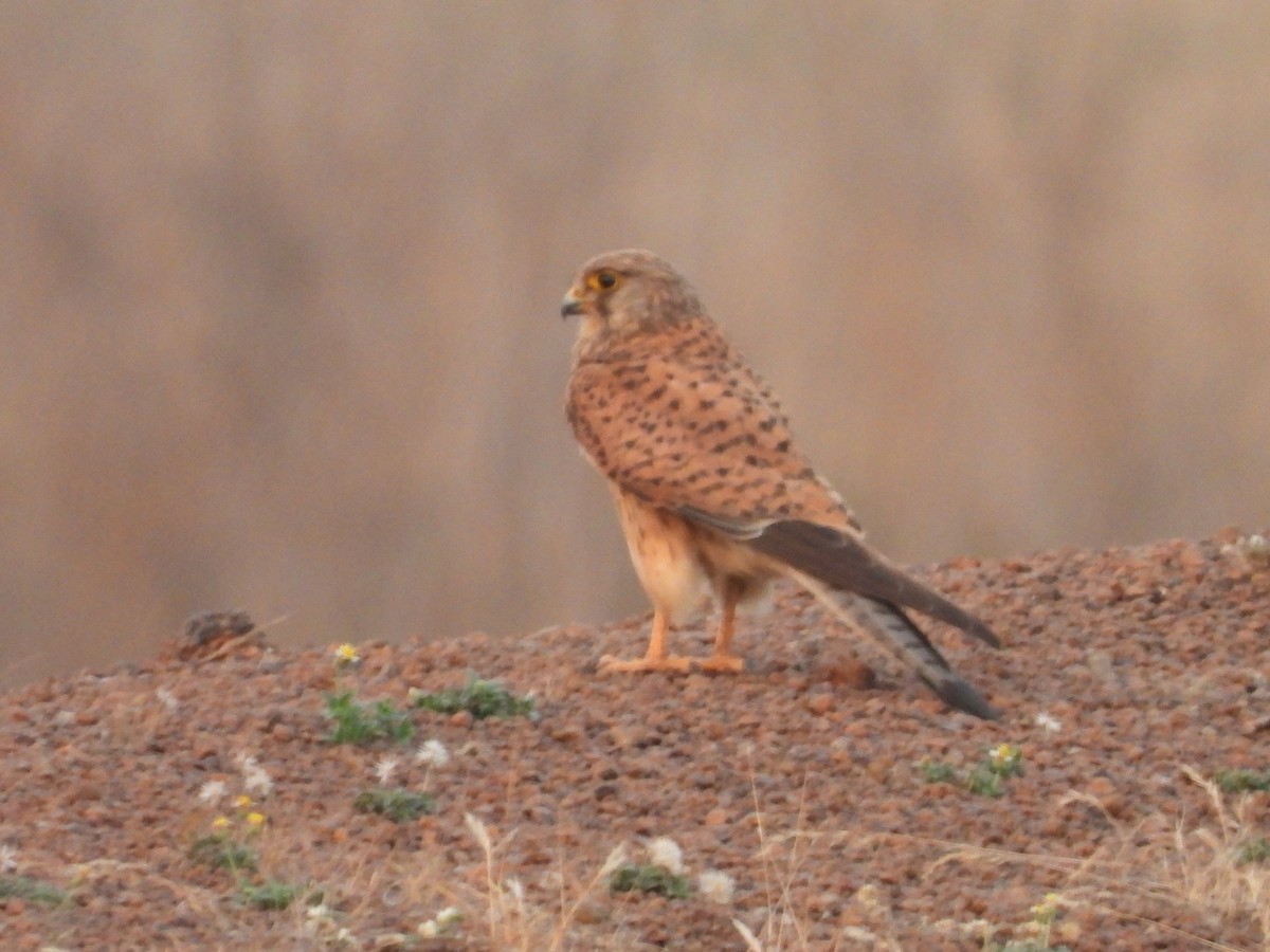 Eurasian Kestrel - ML486938791