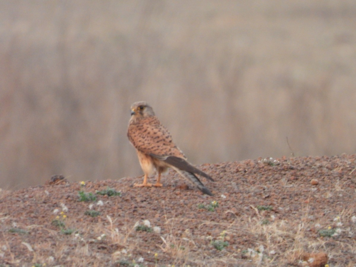 Eurasian Kestrel - ML486938811