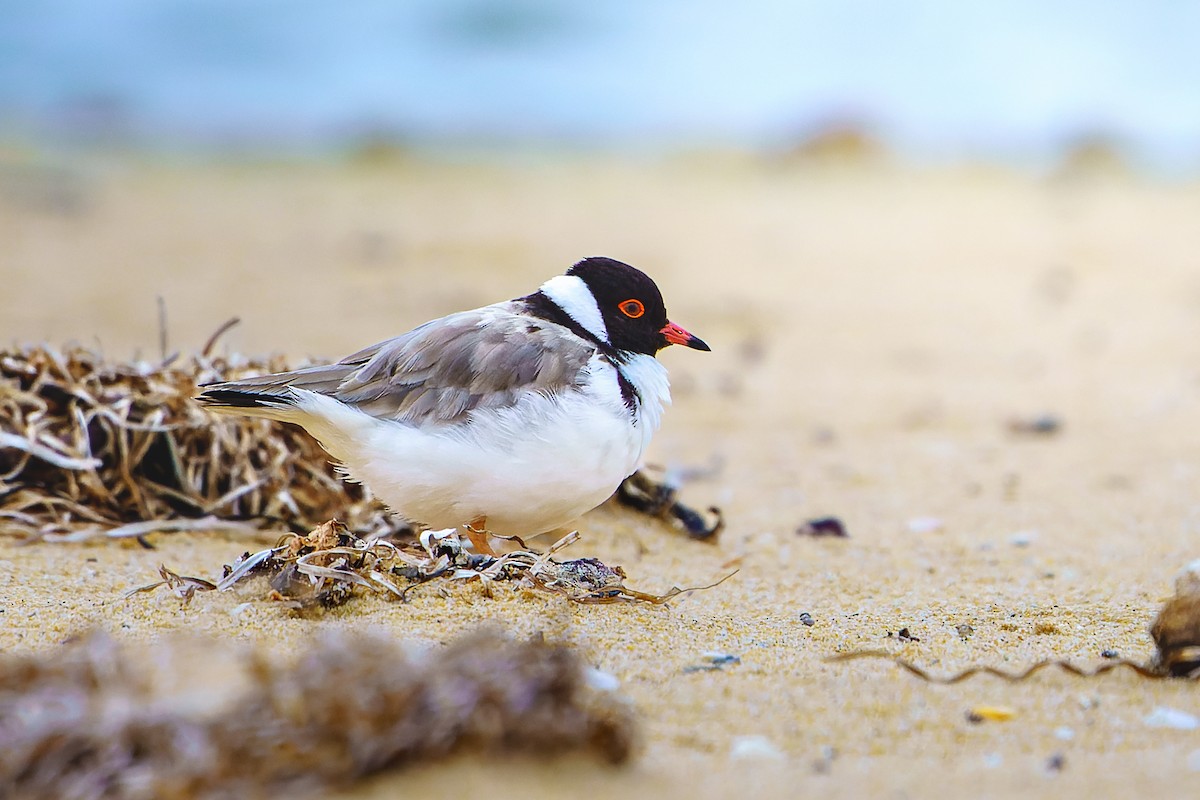 Hooded Plover - James Churches