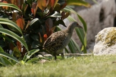 African Crake - ML486940971