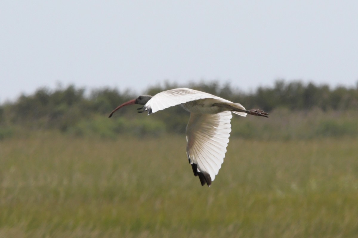 White Ibis - David Drews