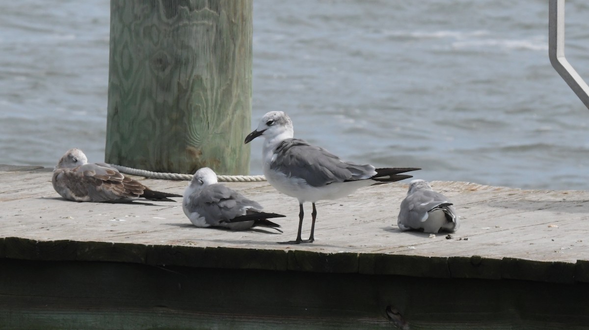 Mouette atricille - ML486941871