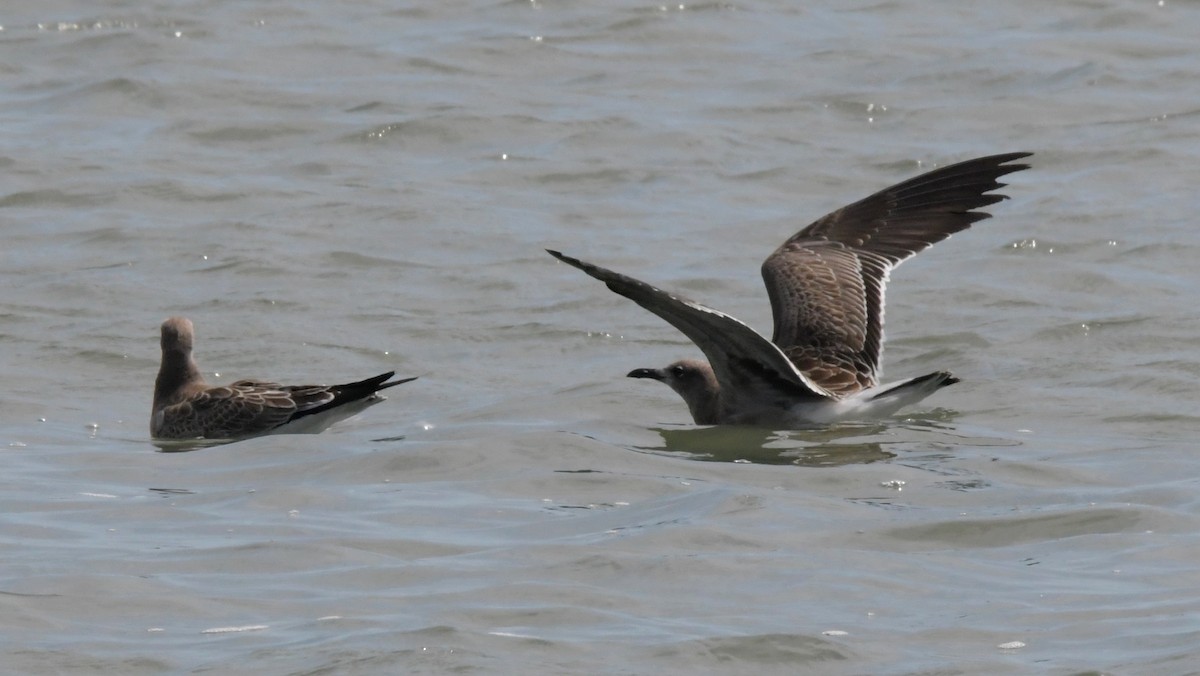 Laughing Gull - ML486941961