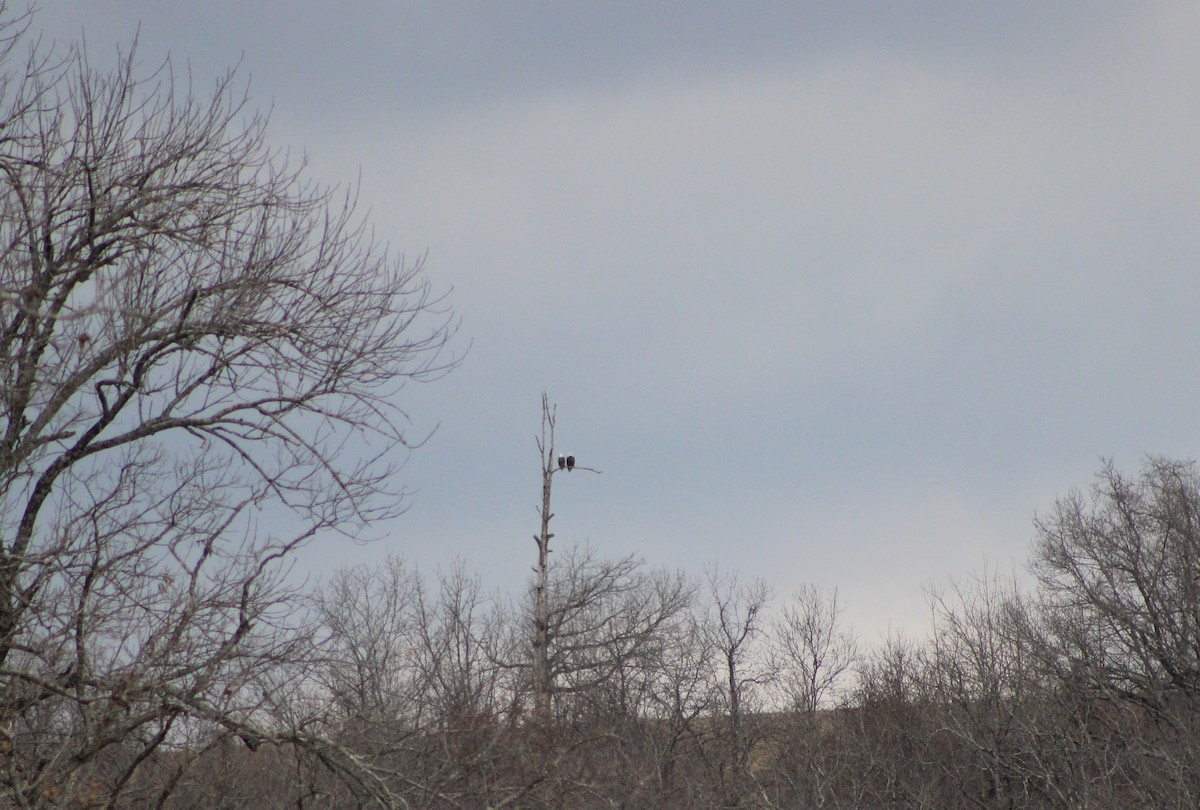 Bald Eagle - ML48694291