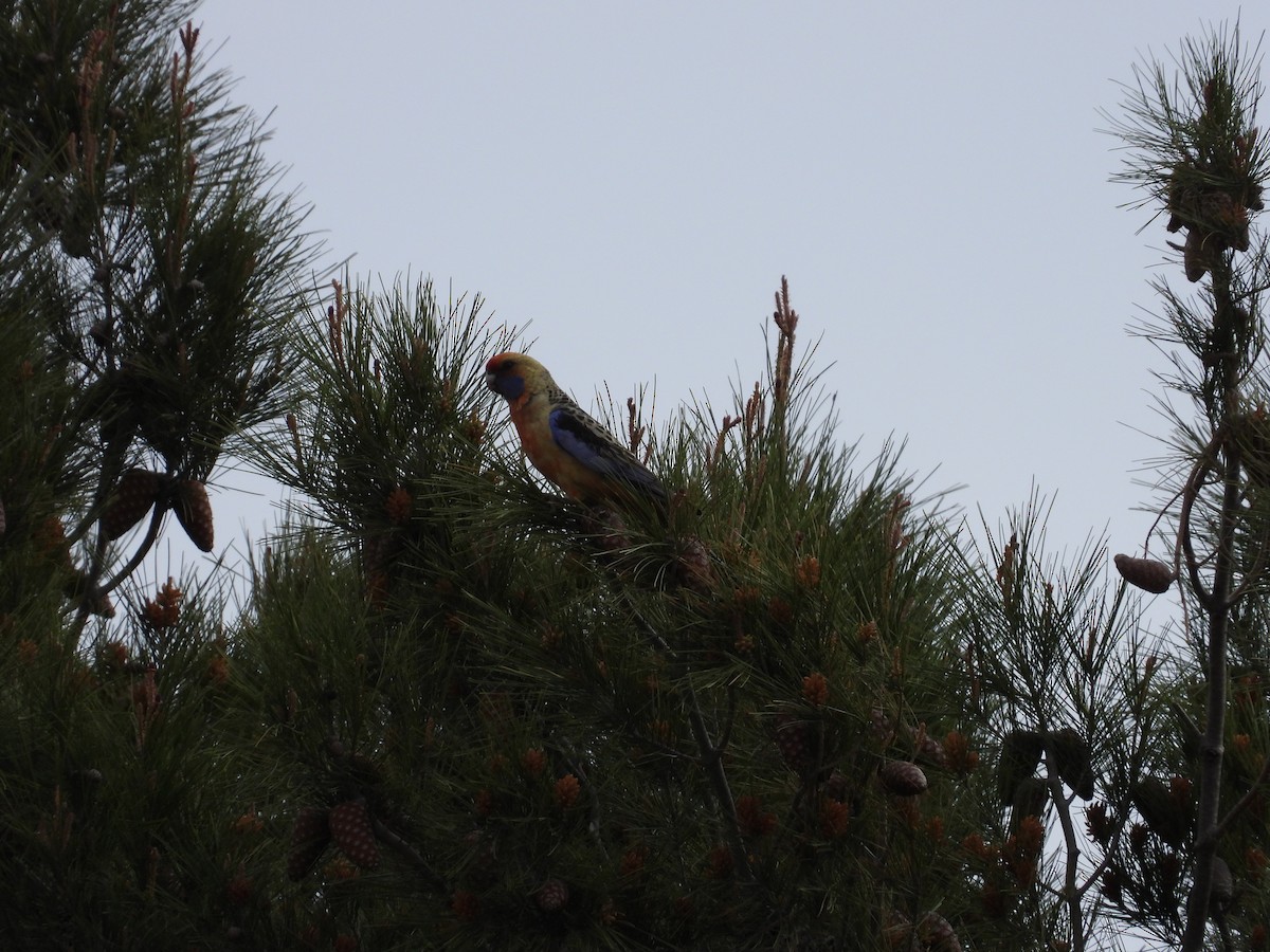Crimson Rosella (Adelaide) - ML486943571