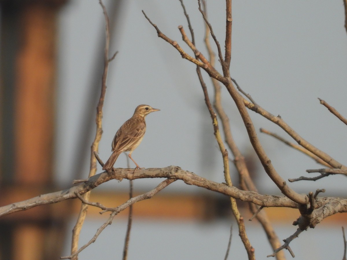 Paddyfield Pipit - ML486944251