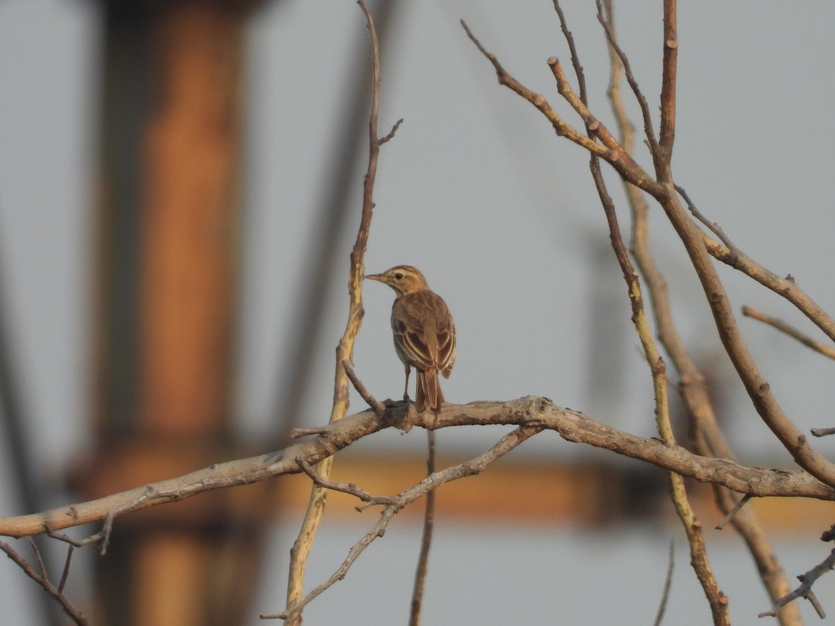 Paddyfield Pipit - ML486944261