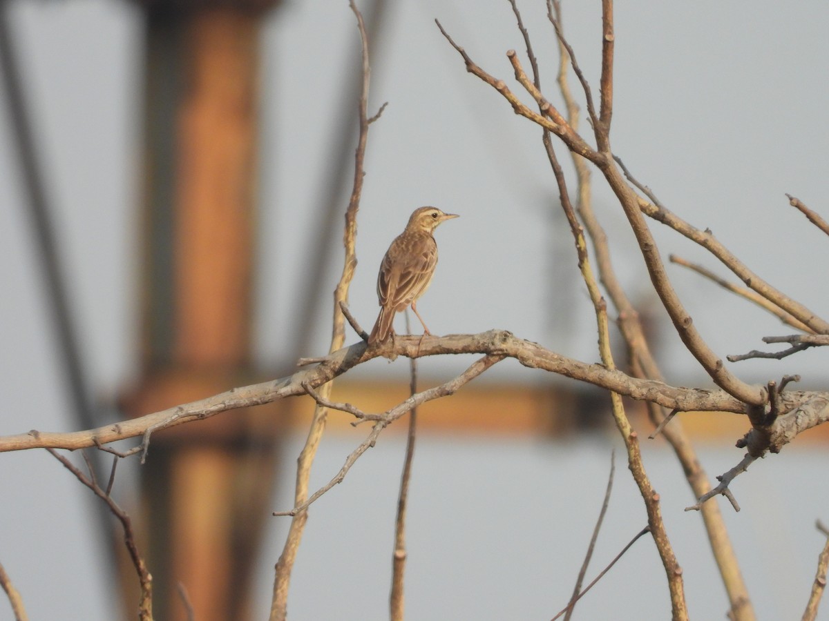 Paddyfield Pipit - ML486944271