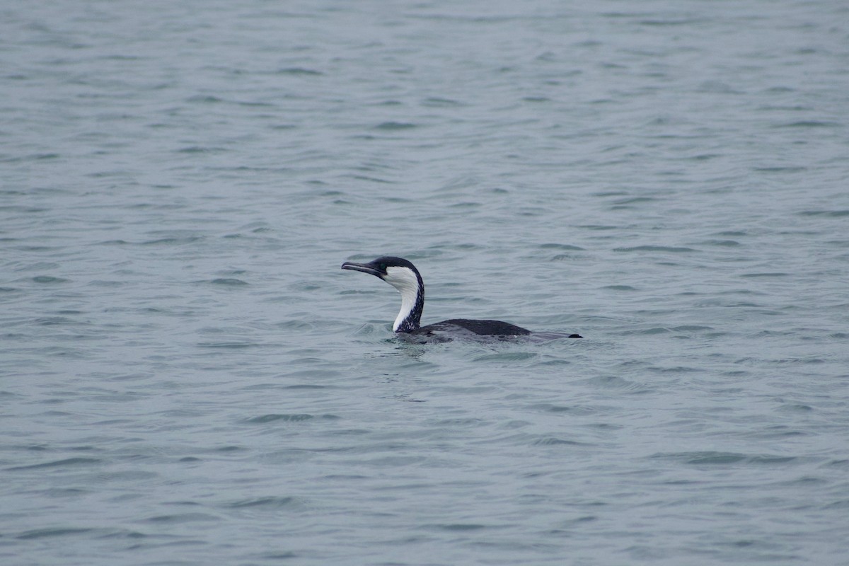 Cormorán Carinegro - ML486944311