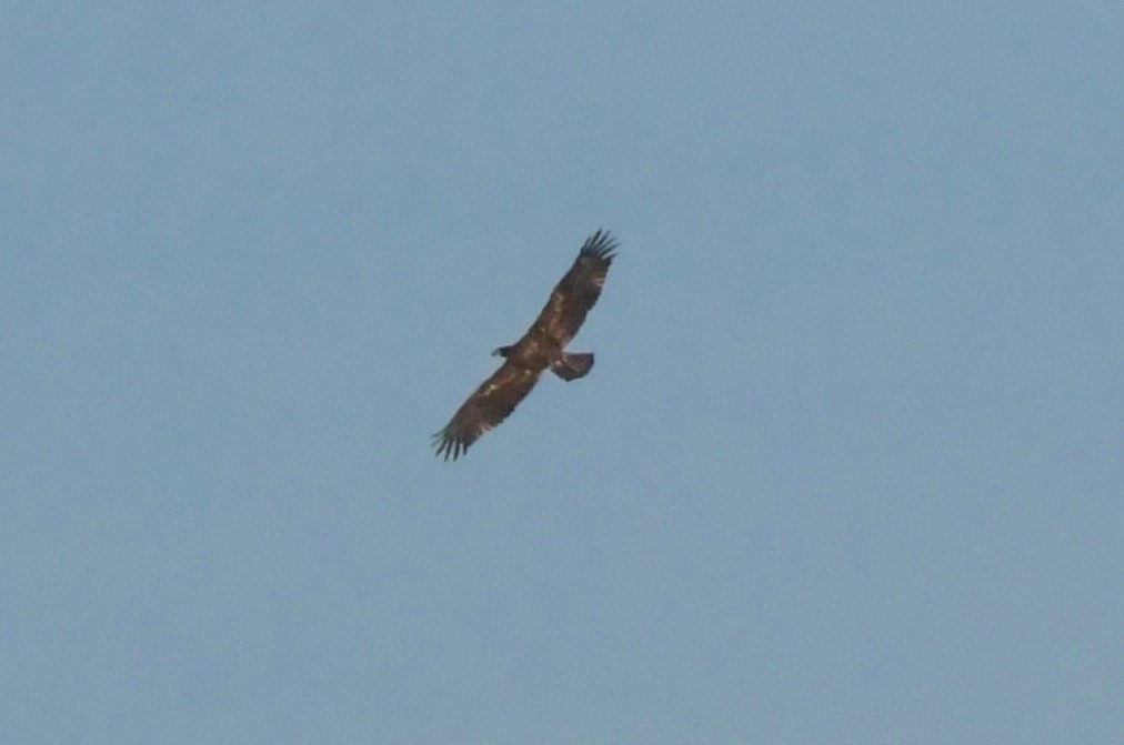 Golden/Bald Eagle - David Drews