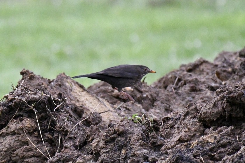 Eurasian Blackbird - ML486948061