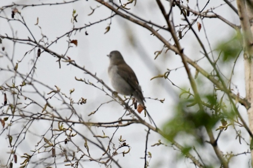 Gray Shrikethrush - ML486949251