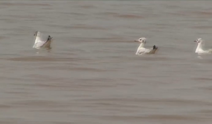 Brown-headed Gull - ML486951071