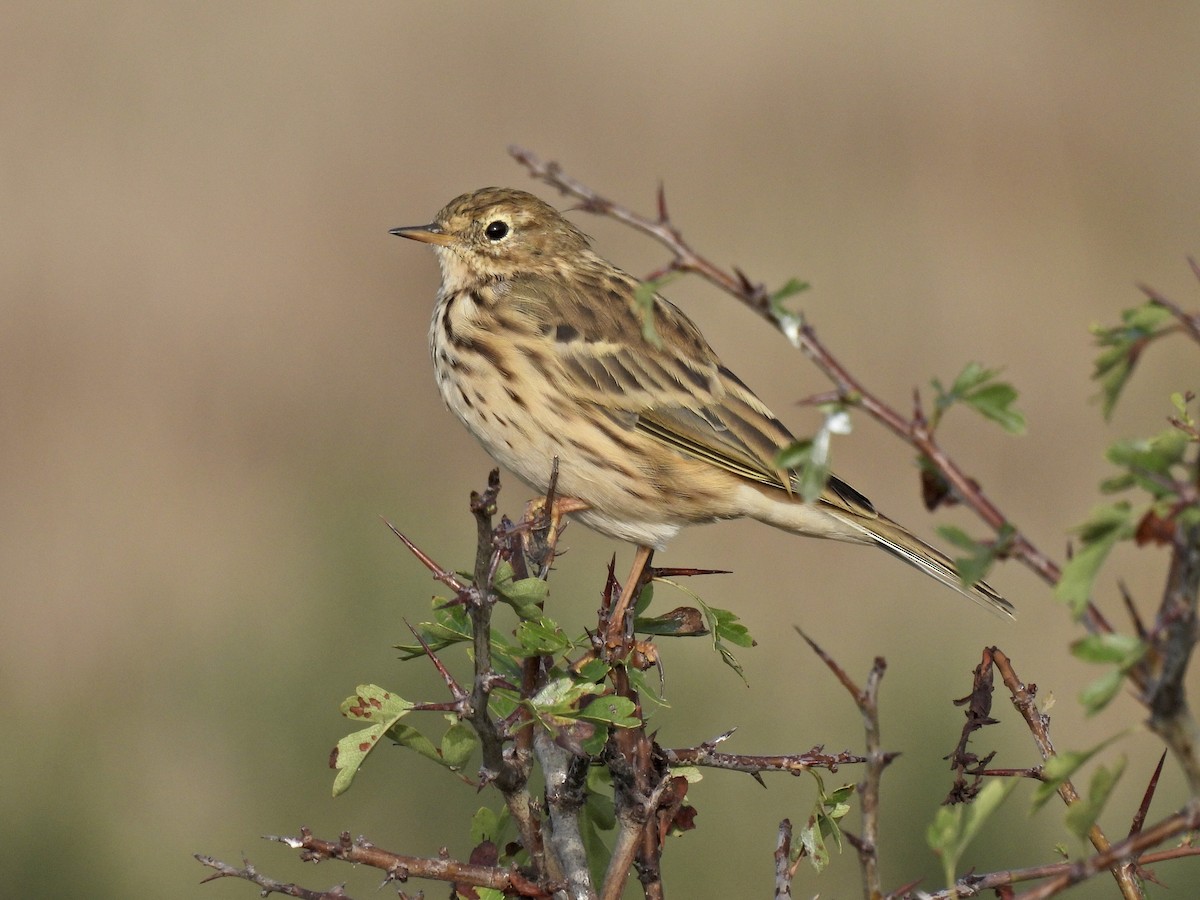 Pispola - ML486952311