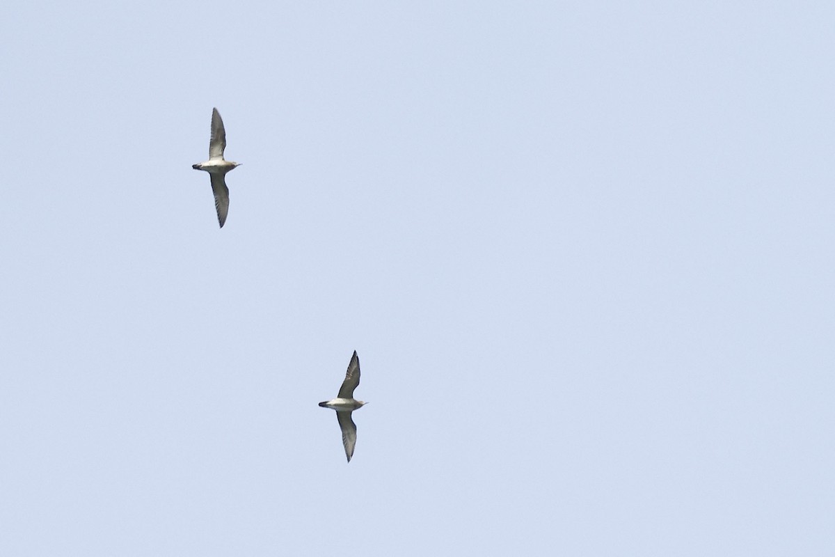 European Golden-Plover - ML486952461