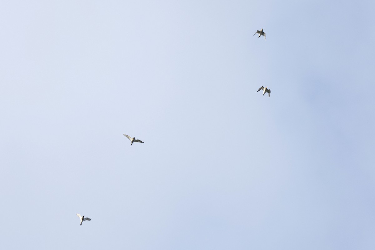 European Golden-Plover - ML486952471