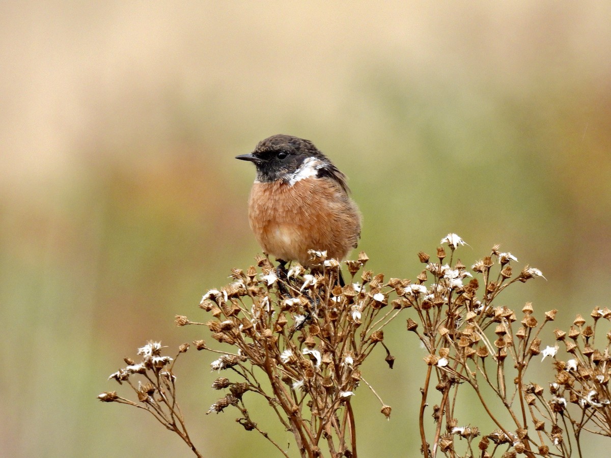 Saltimpalo - ML486952591