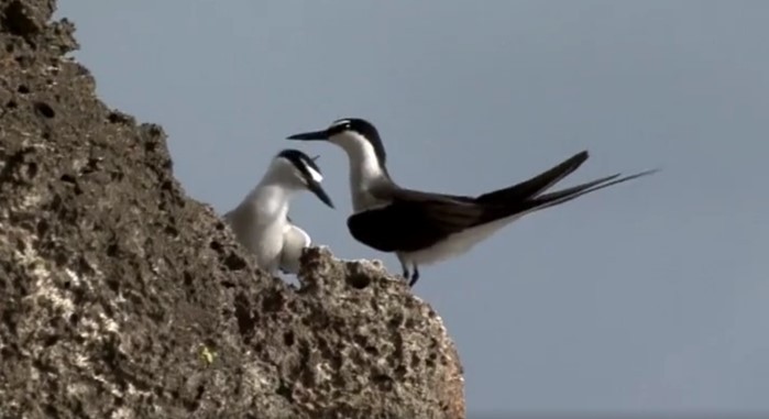 Bridled Tern - ML486952681