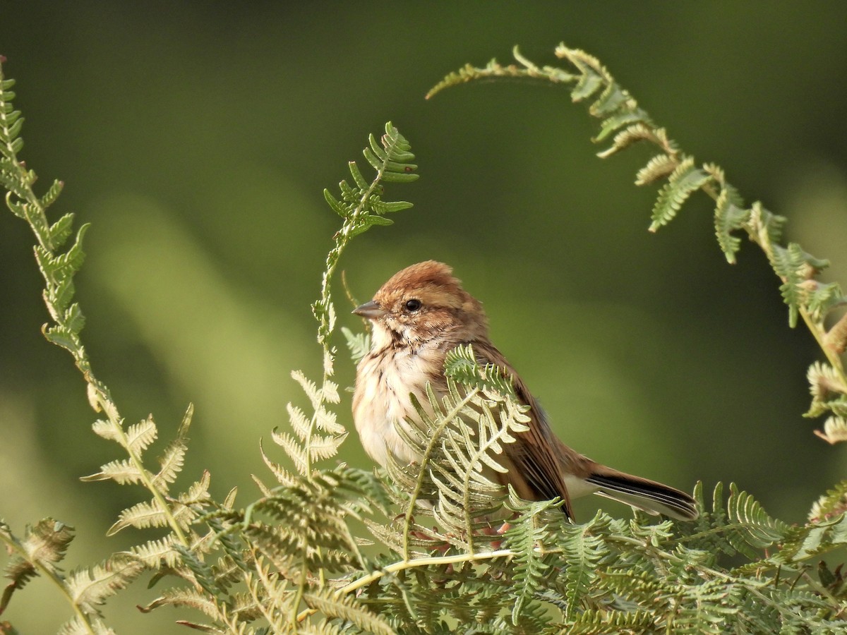 Migliarino di palude - ML486952781