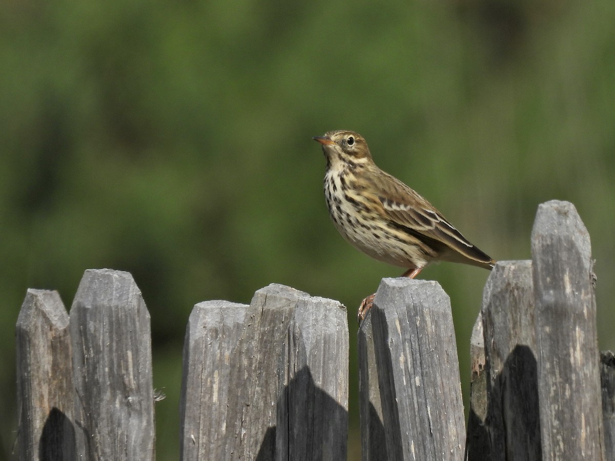 Pispola - ML486952911