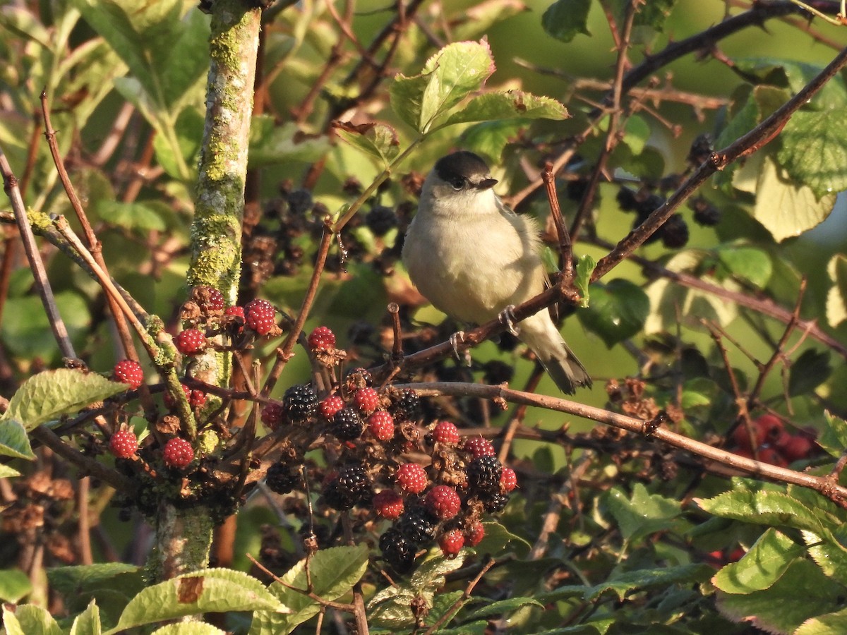 Luì piccolo - ML486952981