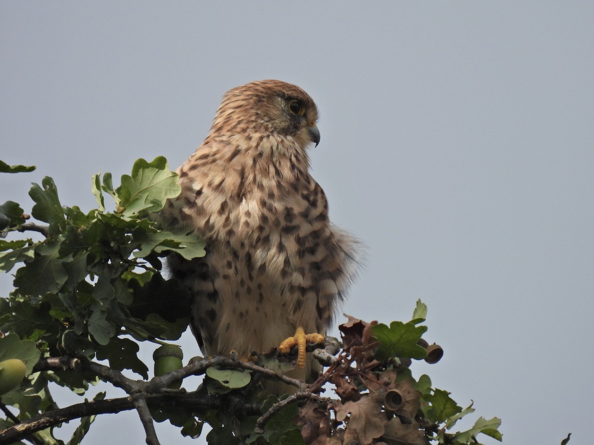 Gheppio - ML486953071