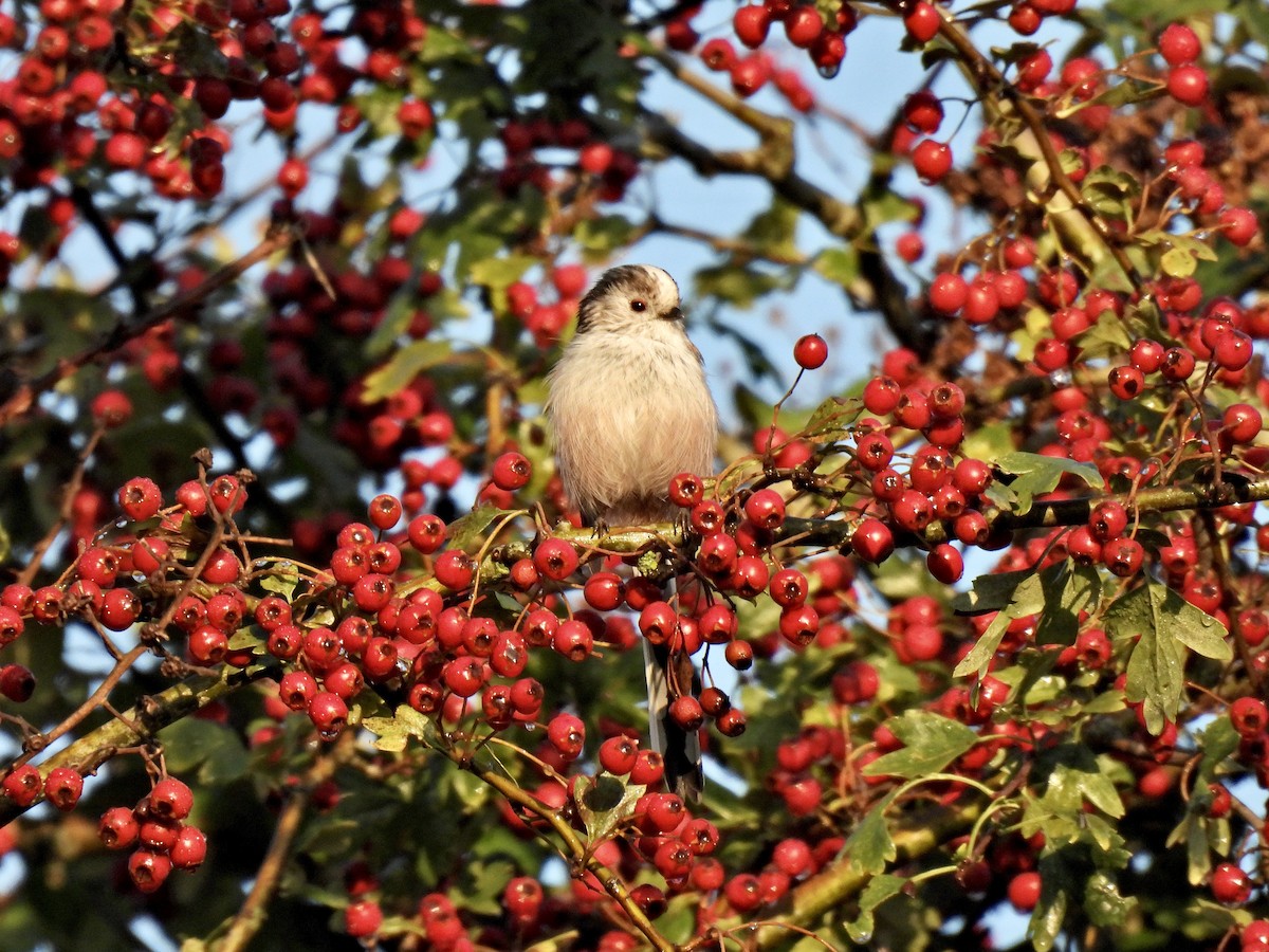 Codibugnolo - ML486953091