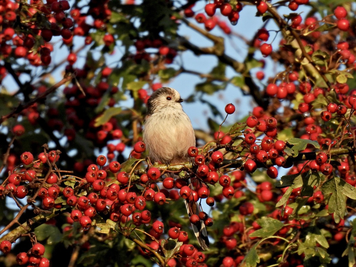 Codibugnolo - ML486953101