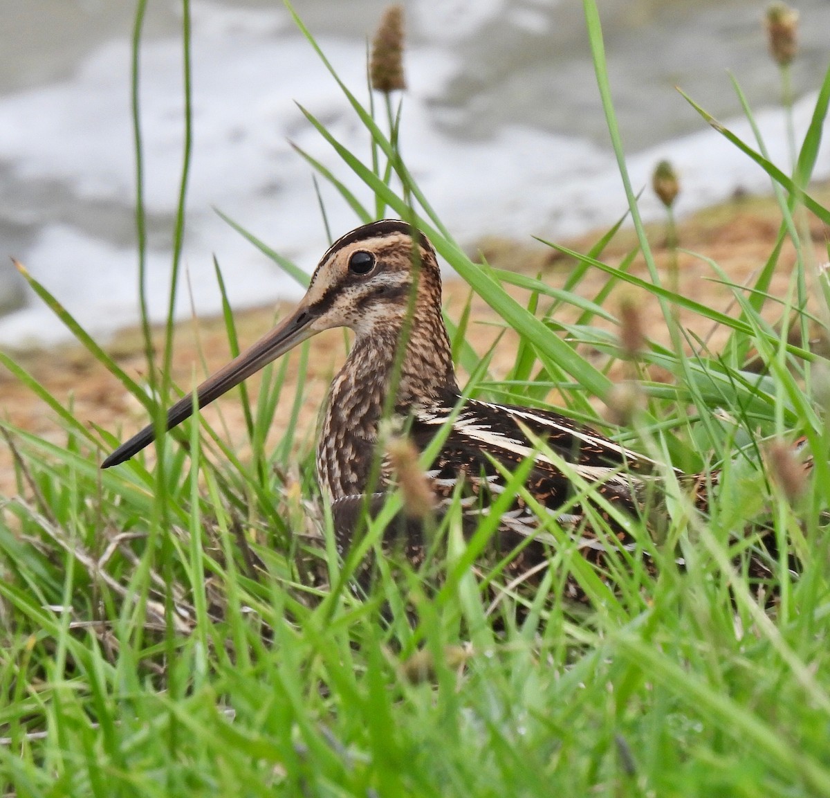 Beccaccino - ML486953221