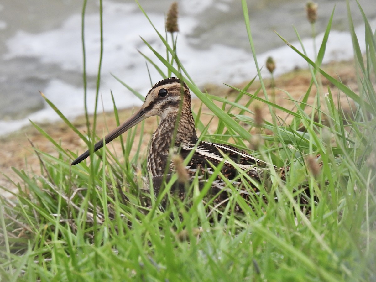 Beccaccino - ML486953231