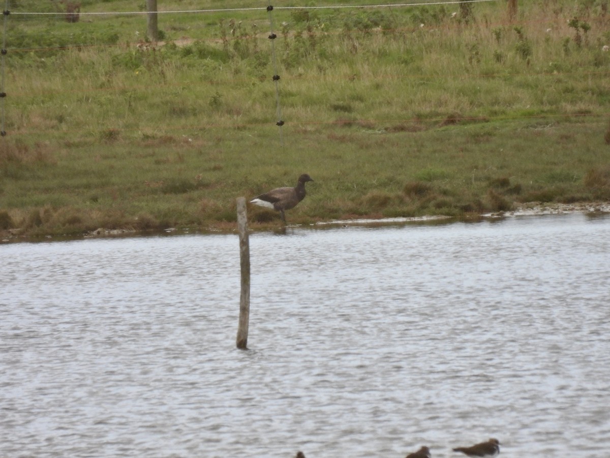 Oca colombaccio - ML486953491