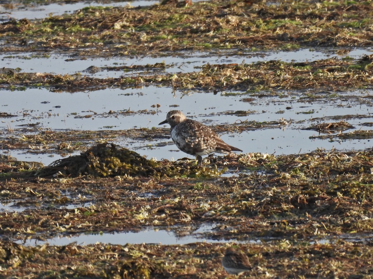 Pivieressa - ML486953721